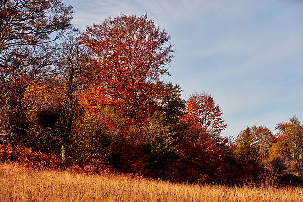 Autumn colored trees and countryside landscape scenery.