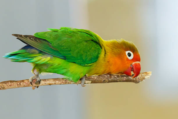 Bright yellow lovebird with a red-orange face perched on a wooden branch. The background is softly blurred, drawing focus to the bird s colorful plumage. Ideal for themes of pets, exotic birds, and tropical wildlife.