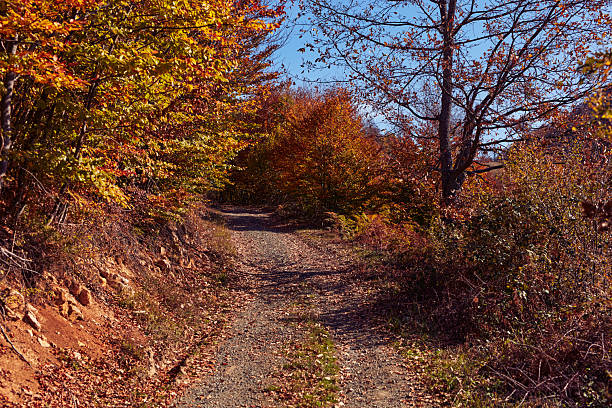 Autumn colored trees and countryside landscape scenery.