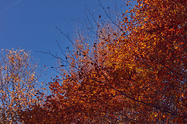 Autumn colored trees and countryside landscape scenery.