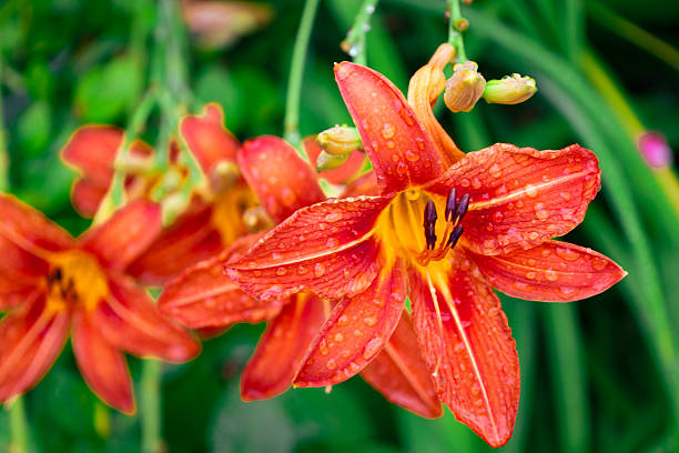 istock Two bright orange lily flowers, covered in tiny water droplets, have bloomed on a bush. Unopened buds and fresh green leaves are visible around them, creating an atmosphere of summer freshness. 2229180797