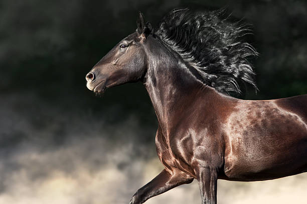 istock Stallion portrait with long mane 2229181344