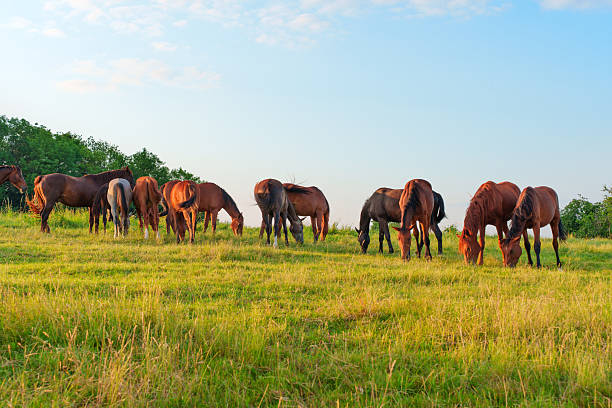 istock Grazing Horses on Lush Green Pasture at Sunset 2229182134