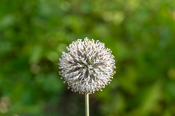 Ornamental onion Allium close-up. A spherical, fading ornamental onion Allium stands against a blurred green background. The delicate flower remnants appear delicate and structured.