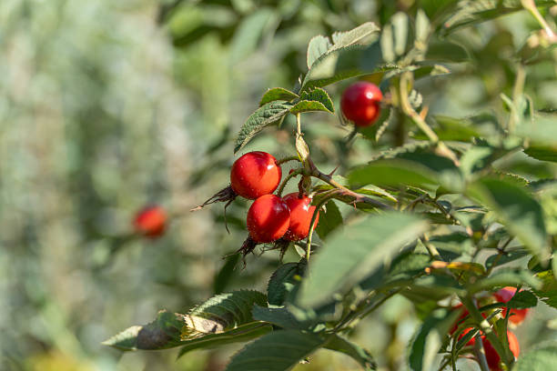 istock Rosehips in a cluster of branches. 2229182856