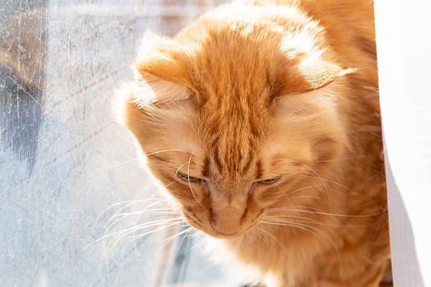istock Cute cat relaxing by the window 2229183221