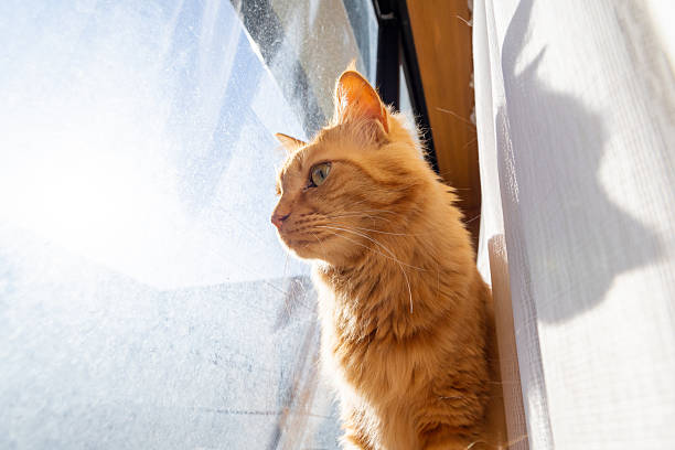 istock Cute cat relaxing by the window 2229183225
