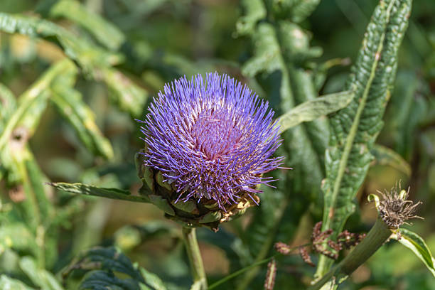 Flowering Artichoke Cynara scolymus. A purple-flowering artichoke displays its striking tubular flowers. Surrounded by its serrated leaves, it creates a strong color contrast.