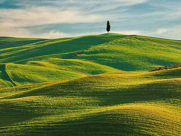 istock Lone cypress tree stands sentinel on undulating Tuscan hills in golden light 2229185545