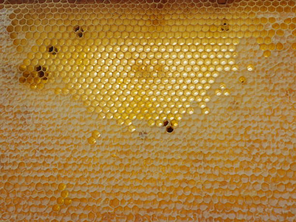 Honeycomb frame filled with natural honey, some cells capped – straight from the hive. Copyspace