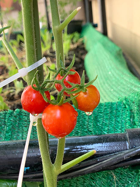 istock Homegrown cherry tomato plant in backyard garden 2229188725