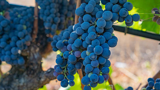 istock ripening grapes with different colors on vine in vineyard 2229188882