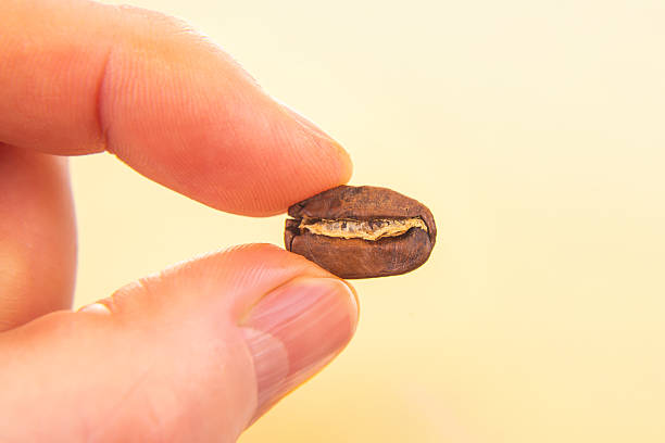 istock Close-up of a roasted coffee bean, split open, held by a hand against a light beige background. A perfect shot for coffee culture, barista, or beverage-related projects. 2229189182