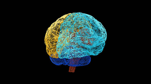 istock Wireframe Brain Posterior View with Cyan Right Hemisphere, Yellow Left Hemisphere and Dark Blue Cerebellum 2229189185