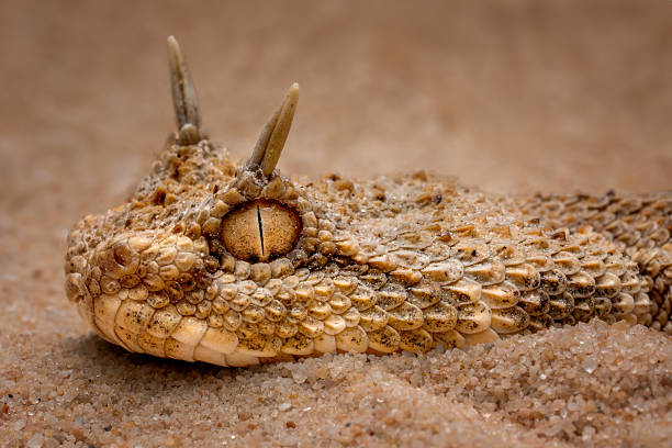 Saharan horned viper, Desert horned viper,  Cerastes cerastes
