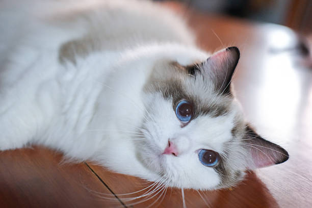 The cat of the Neva Masquerade breed is beige with brown coloring. Cute kitten 8 months old.