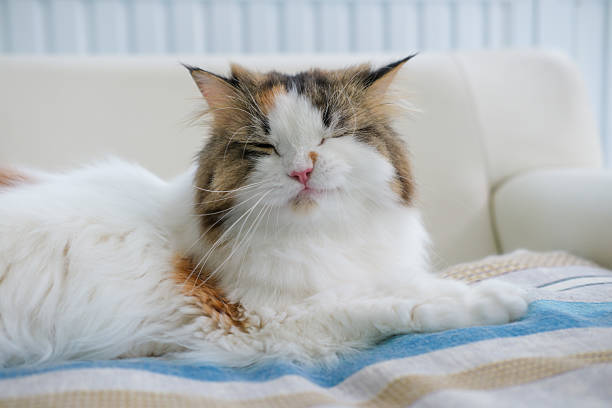 Cute fluffy white cat lying on the couch with cute expression, wink