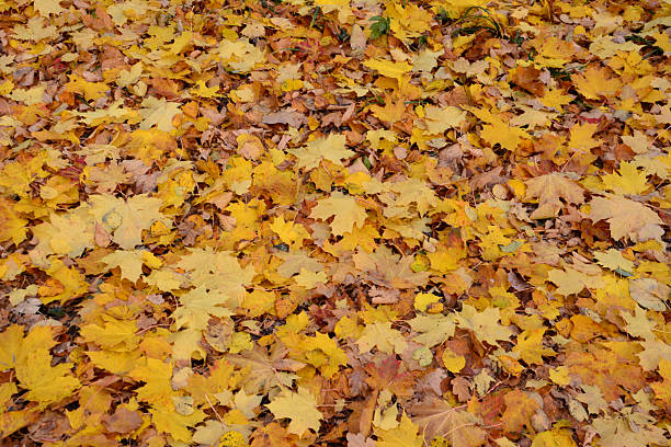 Fallen Autumn Leaves Covering the Ground