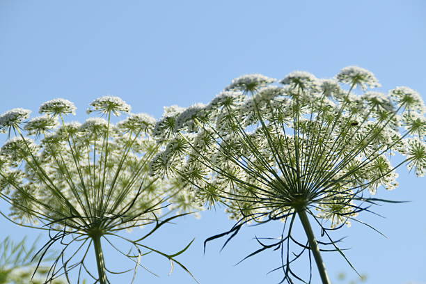 istock Cow Parsley Flowers Towards The Sky 2229194724