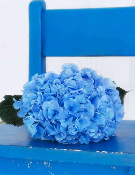 Fresh blue hydrangea on blue chair.  Diffuser Softening Filter.