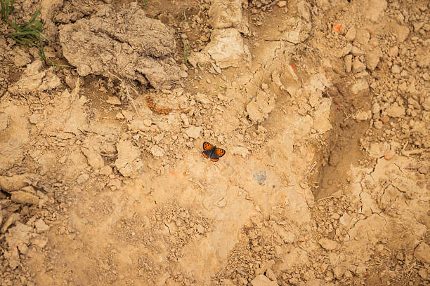 A beautiful butterfly rests delicately on a soft pile of dirt, showcasing its vibrant colors against the earthy backdrop, with soil and sand