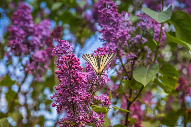 A beautiful butterfly is delicately perched on a vibrant purple flower, enjoying the sweet nectar that it has to offer