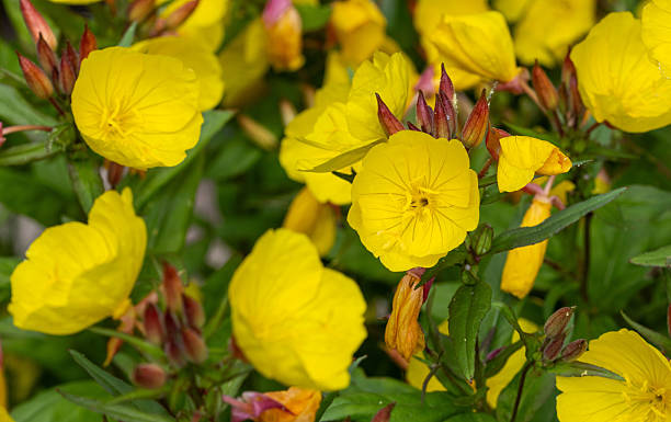 istock Common Evening Primrose or Oenothera biennis blooming in summer 2229196556