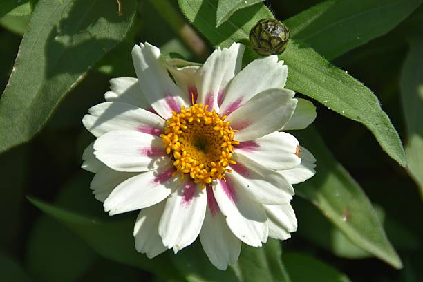 istock A Bright Blooming Zinnia Flower 2229198777