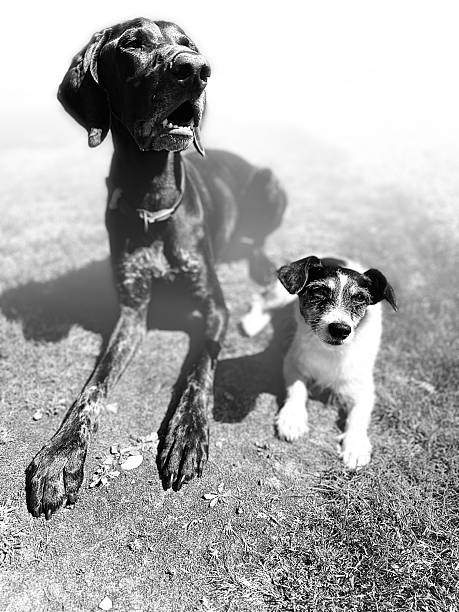 istock Jack Russell And Brown German shorthaired pointer dog 2229200304