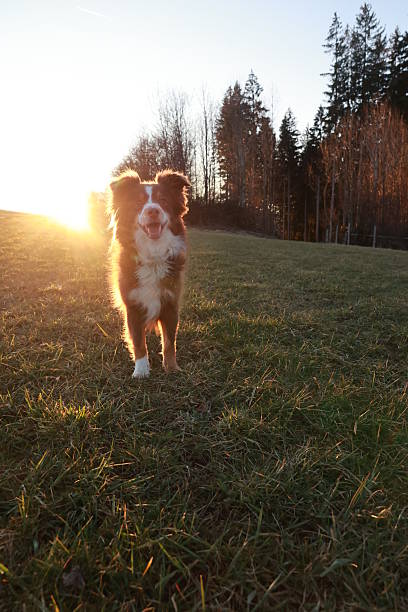 istock Dog is standing in a field with the sun shining on it 2229201139