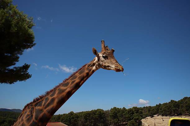 A close-up of a giraffe against a clear blue sky, chewing on dry twigs. Its tall neck and distinct patterned coat are beautifully highlighted by the sunlight and natural backdrop.