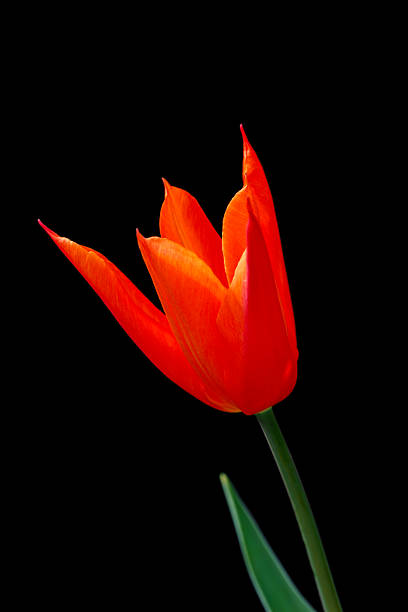 istock red orange ballerina tulip 2229202468