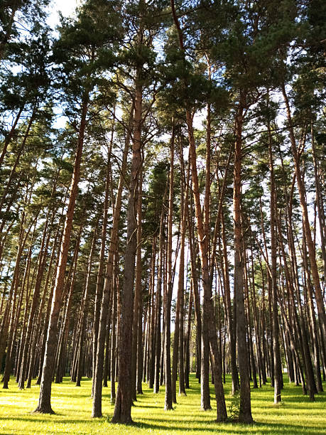 Pine forest on a sunny day. Pines on the forest lawn, green grass in summer.