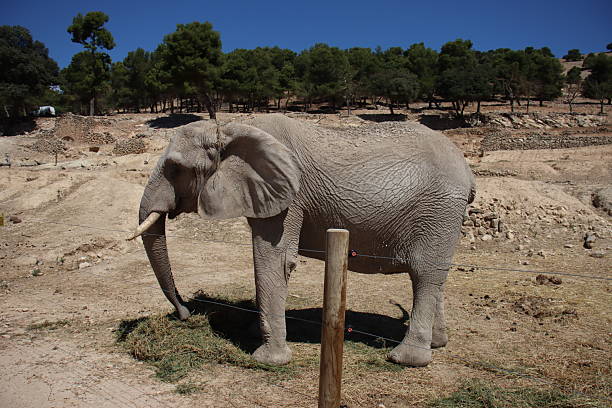 istock An elephant stands in a dry 2229205117