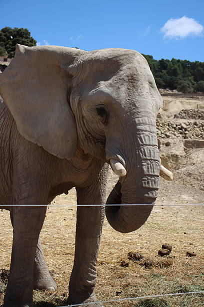 istock An elephant stands in a dry 2229205194