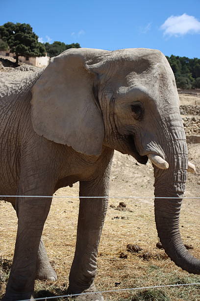 istock An elephant stands in a dry 2229205198