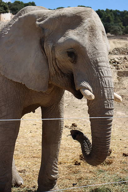 istock An elephant stands in a dry 2229205203