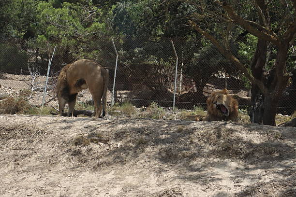 A captivating image of a young lion cub exploring its colorful enclosure. The cub, with its golden-brown fur, stands amidst fallen leaves and rocks. The vibrant wooden structures surrounding it create a playful atmosphere. The image highlights the importance of wildlife conservation and the role of zoos in protecting endangered species.