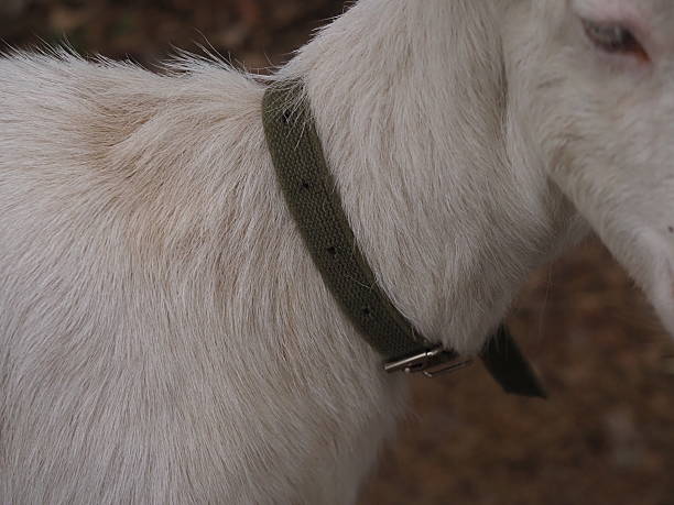 white Saanen goat pregnant on pasture