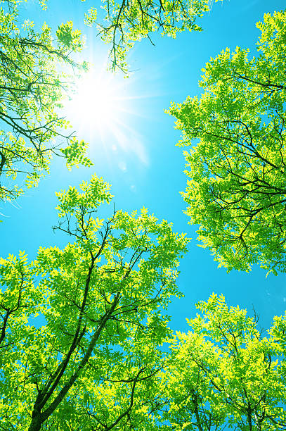 istock Beautiful sunlight through through treetops with blue sky 2229205364