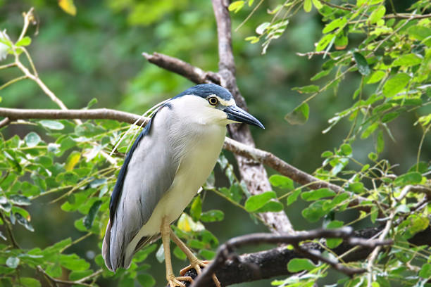 istock The black-crowned night heron or black-capped night heron, is a medium-sized heron - perched on a tree 2229206118