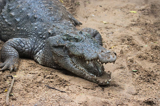 istock Crocodile mouth opened - close up shot 2229206333