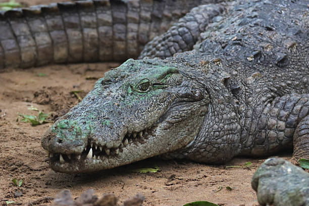 istock Crocodile mouth opened - close up shot 2229206335
