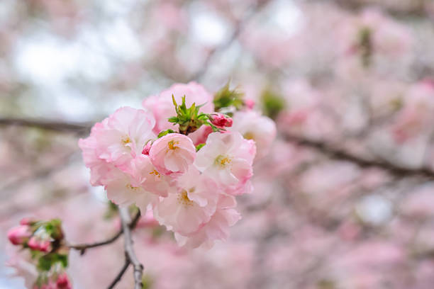 delicate pink cherry blossoms in full bloom, showcasing their