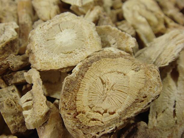 istock Aralia continentalis Kitagawa (Dok-hwal), a medicinal herb for circulation and anti-inflammatory benefits. Photographed in Korea. 2229209972