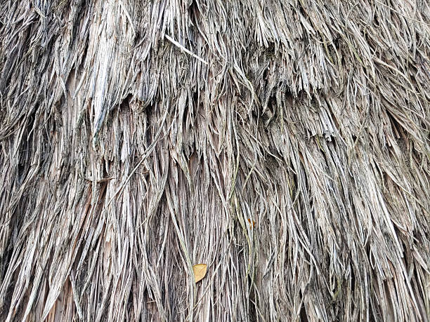 Straw Roof texture. Grasses thatch roof background texture. Roof covered with dried grass. Straw pattern. Traditional Roof cover in tropical  residence