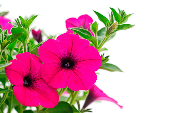 Beautiful flower pink petunia isolated on a white background.