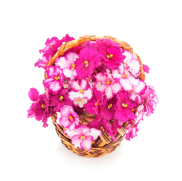 istock Violets beautiful flowers in basket. 2229216282