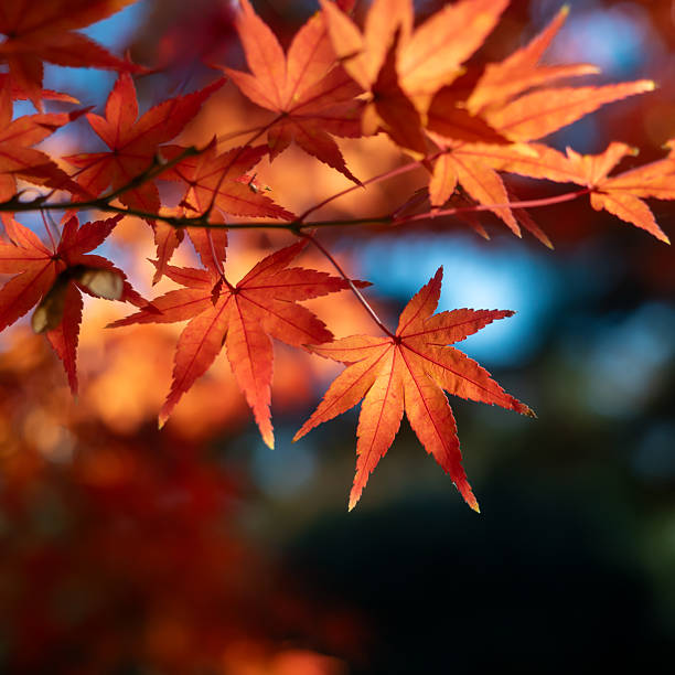 istock Vivid Red Japanese Maple Leaves in Autumn Sunlight 2229216959