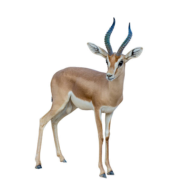istock Arabian Gazelle (Gazella arabica) standing on white background 2229217016